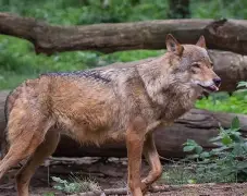 灰狼交易大幅裁员换来首轮签位 灰狼交易大幅裁员换来首轮签位